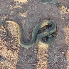 Masticophis mentovarius