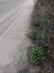 Kalanchoe densiflora