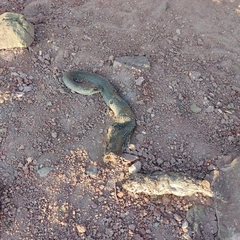 Masticophis mentovarius