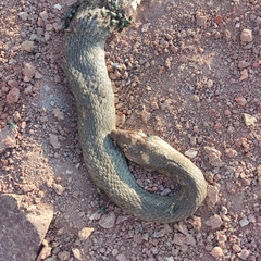 Masticophis mentovarius