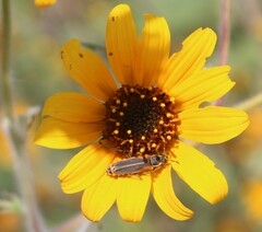 Chauliognathus opacus