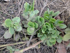 Kalanchoe laxiflora