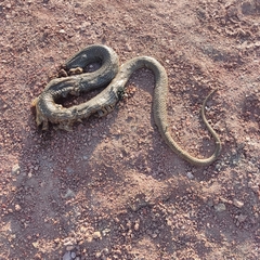 Masticophis mentovarius