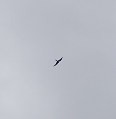 Falco longipennis