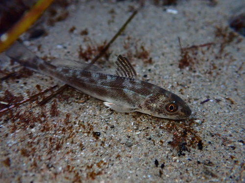 Californische ombervis (Menticirrhus undulatus) — Sciaenidae