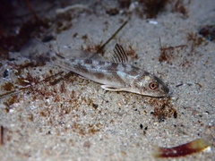 Menticirrhus undulatus