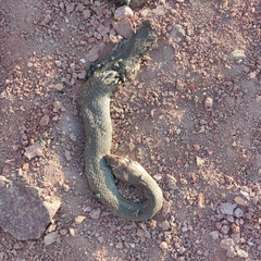 Masticophis mentovarius