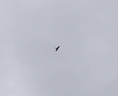Falco longipennis