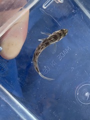 Menticirrhus undulatus