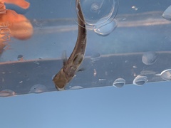 Menticirrhus undulatus