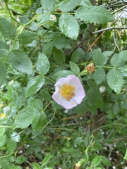 Rosa rubiginosa