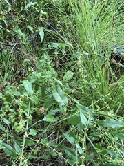 Rumex conglomeratus