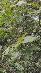Urera caracasana