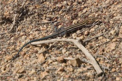 Aspidoscelis hyperythrus