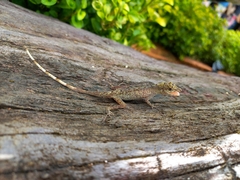 Anolis