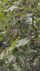 Urera caracasana