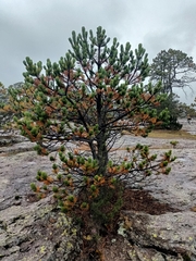 Pinus cooperi