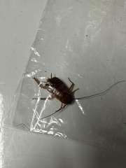 Blattoidae