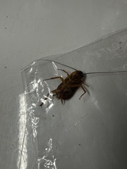 Blattoidae