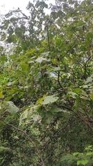 Urera caracasana