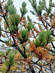 Pinus cooperi