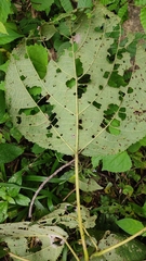 Urera caracasana