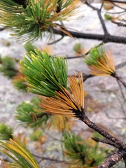 Pinus cooperi