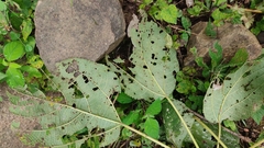 Urera caracasana