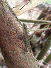 Anolis