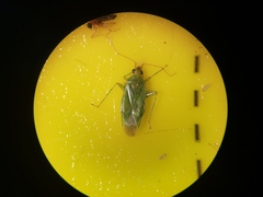 Orthotylus