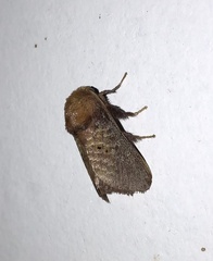 Doratifera quadriguttata