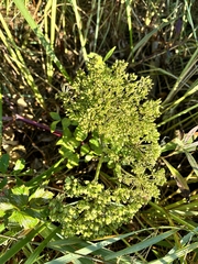 Angelica lucida