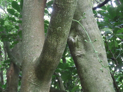 Dysoxylum spectabile