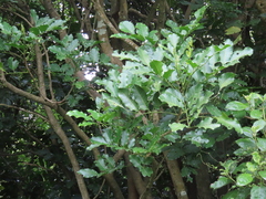Dysoxylum spectabile
