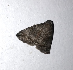 Dysbatus singularis