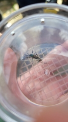 Toxorhynchites aurifluus