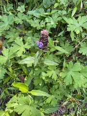 Prunella vulgaris