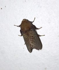 Doratifera quadriguttata