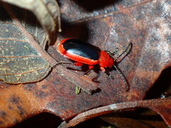 Disonycha discoidea