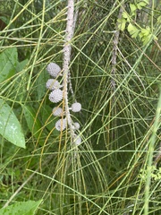 Allocasuarina littoralis