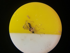 Elaphropeza ephippiata