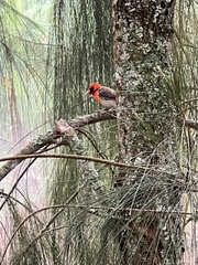 Anaplectes rubriceps