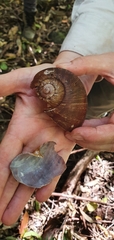 Hedleyella falconeri