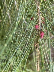 Allocasuarina littoralis