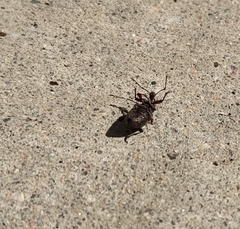 Otiorhynchus cribricollis