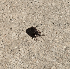Otiorhynchus cribricollis