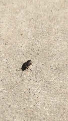 Otiorhynchus cribricollis