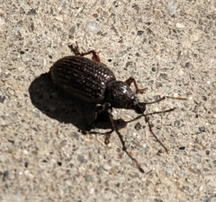 Otiorhynchus cribricollis