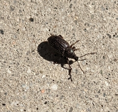 Otiorhynchus cribricollis
