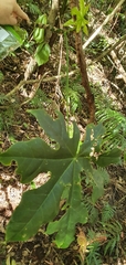 Brachychiton acerifolius